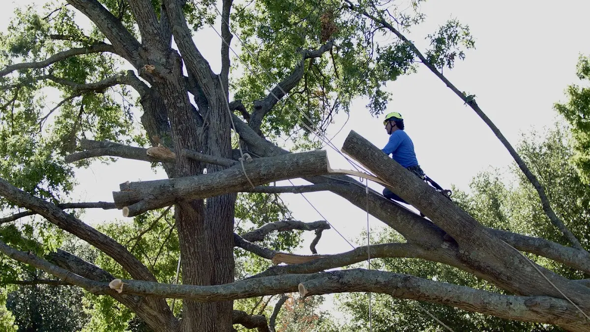 Professional Crown Thinning performed by certified arborists in Weston
